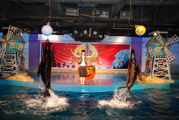 Harbin Pole Aquarium,Dolphin Show China  